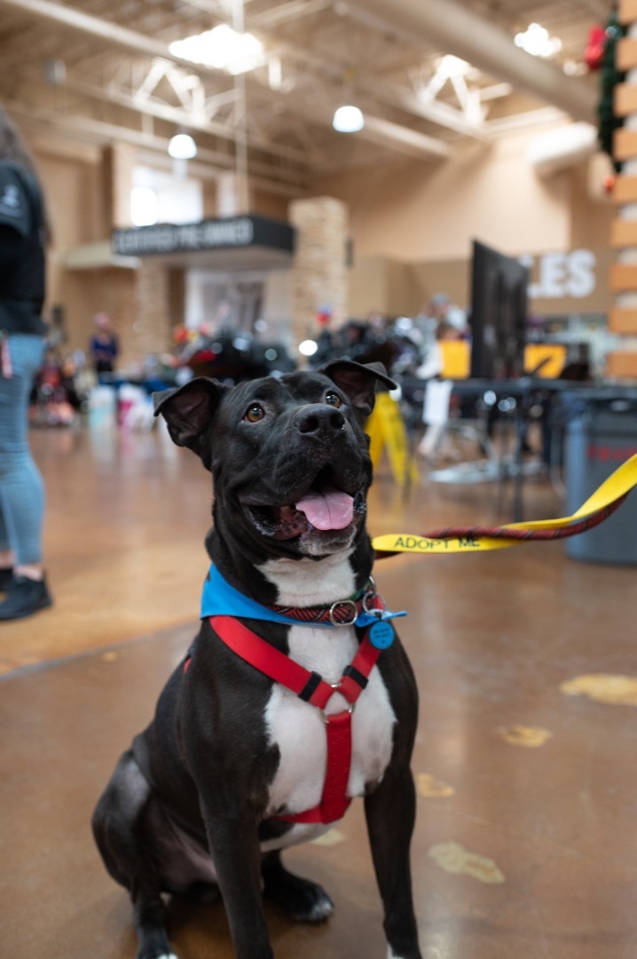 BUDDY, an adoptable Pit Bull Terrier in Las Vegas, NV, 89147 | Photo Image 3