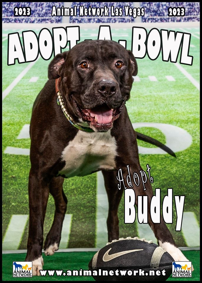 BUDDY, an adoptable Pit Bull Terrier in Las Vegas, NV, 89147 | Photo Image 5