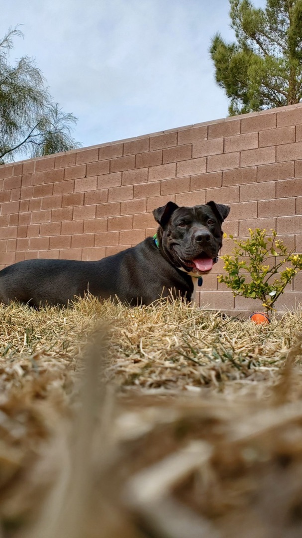 BUDDY, an adoptable Pit Bull Terrier in Las Vegas, NV, 89147 | Photo Image 6