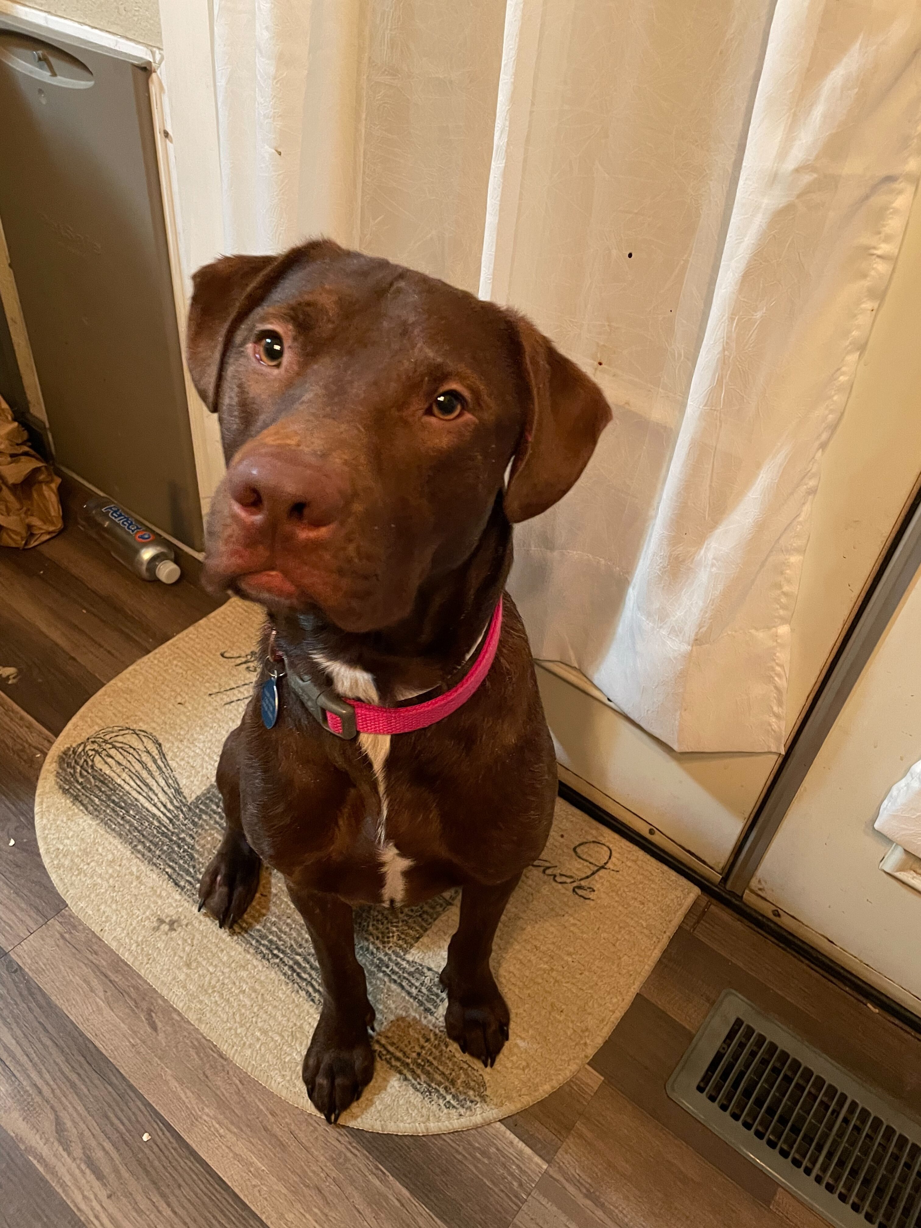 Bandit, an adoptable Pit Bull Terrier in Colorado Springs, CO, 80907 | Photo Image 1