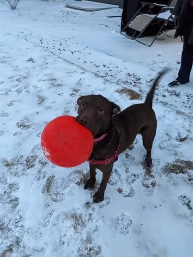 Bandit, an adoptable Pit Bull Terrier, Labrador Retriever in Colorado Springs, CO, 80907 | Photo Image 2