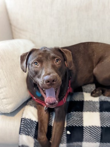 Bandit, an adoptable Pit Bull Terrier in Colorado Springs, CO, 80907 | Photo Image 3