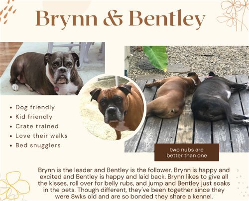 Brynn *Bonded to Bentley*