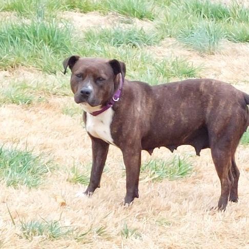 Lil Bit, an adoptable Staffordshire Bull Terrier in Toney, AL, 35773 | Photo Image 1
