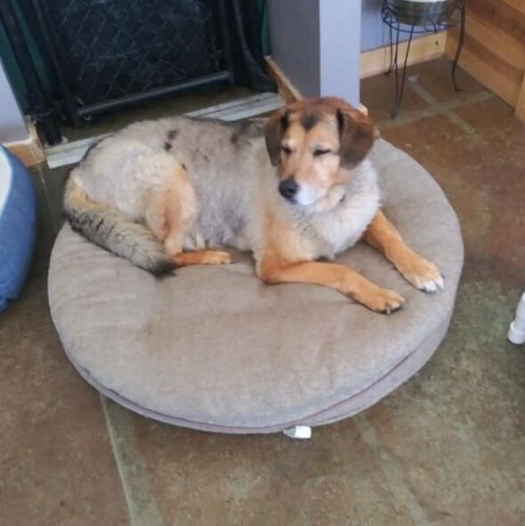 Gunther, an adoptable German Shepherd Dog & Husky Mix in Shawnee, KS_image-2