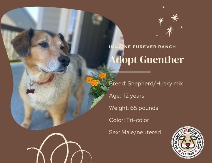 Gunther, an adoptable German Shepherd Dog & Husky Mix in Shawnee, KS_image-1