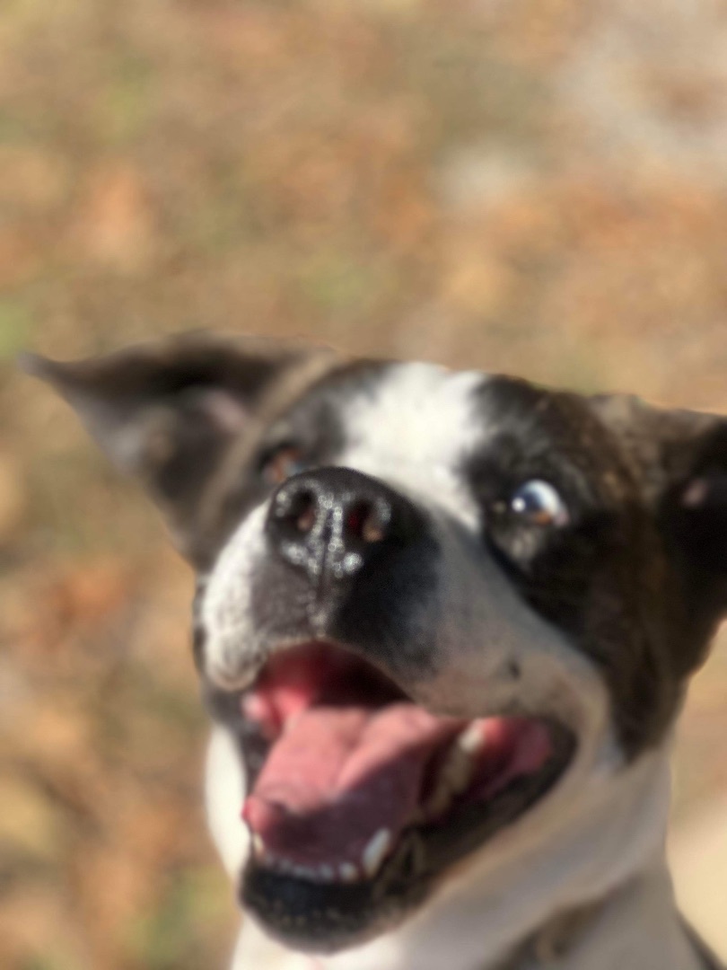 Stella (was megan)($100of fee sponsored , an adoptable Jack Russell Terrier, American Staffordshire Terrier in Mount Juliet, TN, 37122 | Photo Image 2