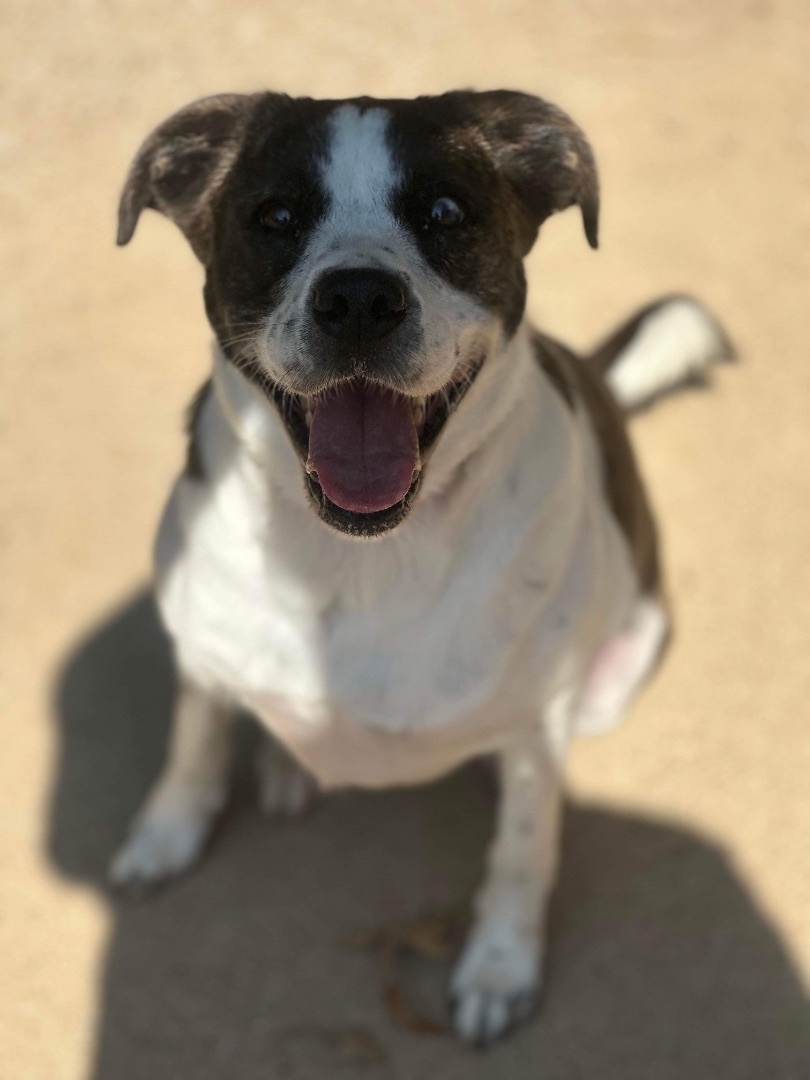 Stella (was megan)($100of fee sponsored , an adoptable Jack Russell Terrier, American Staffordshire Terrier in Mount Juliet, TN, 37122 | Photo Image 4