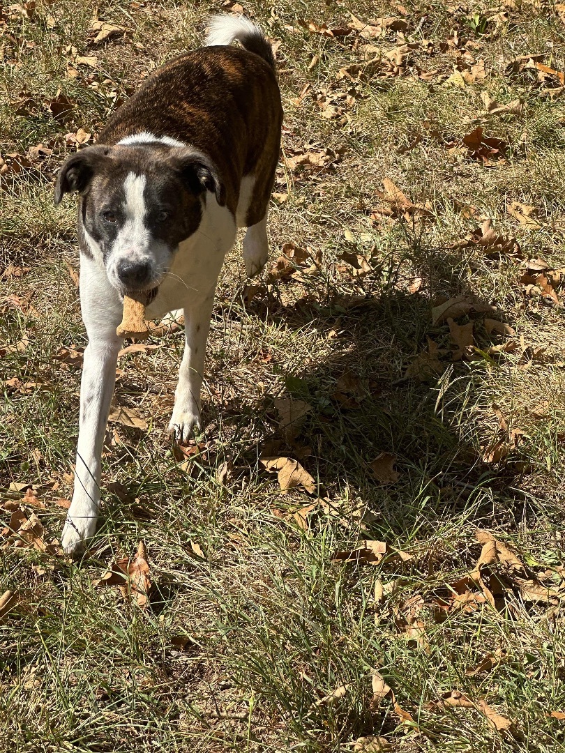 Stella (was megan)($100of fee sponsored , an adoptable Jack Russell Terrier, American Staffordshire Terrier in Mount Juliet, TN, 37122 | Photo Image 1