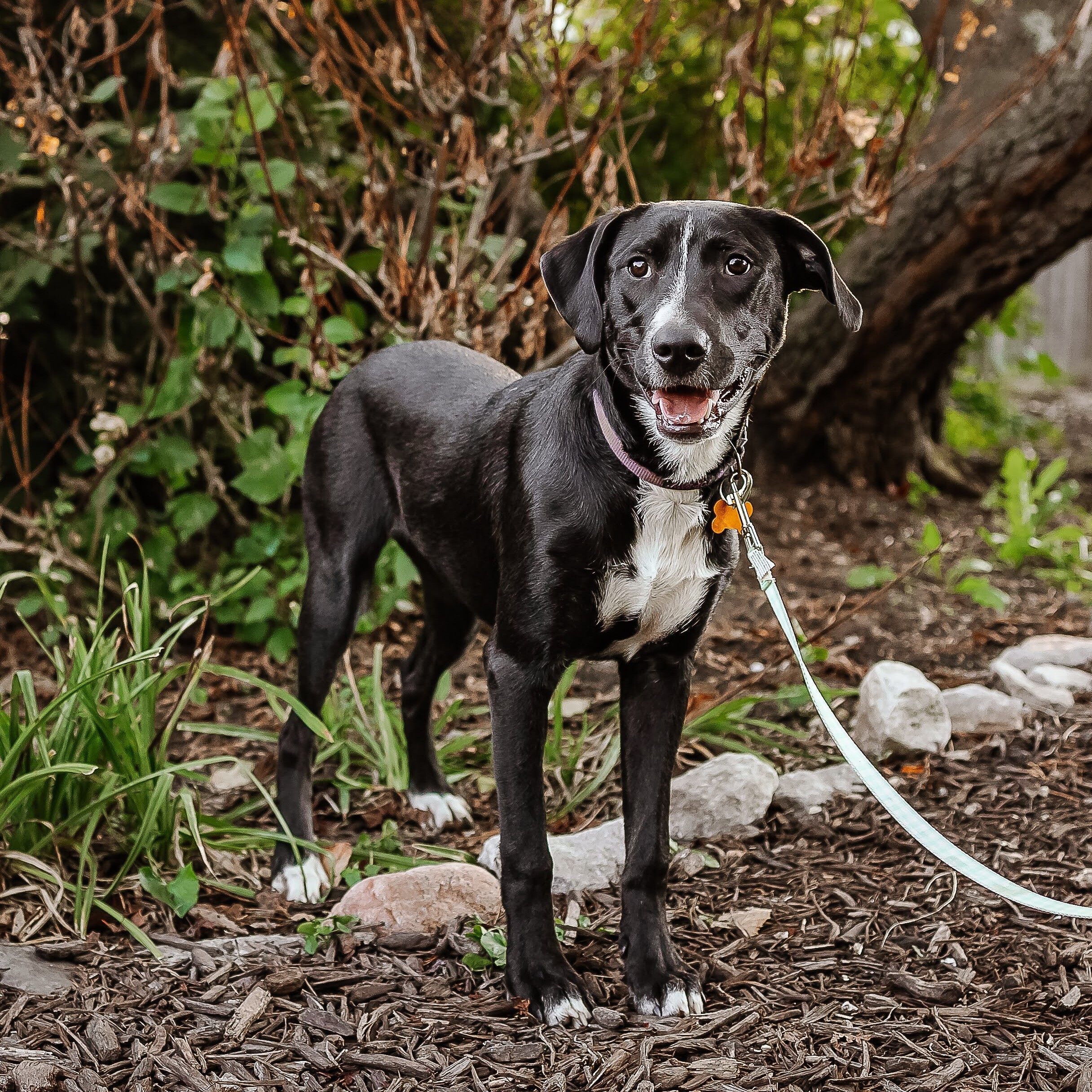 Marama, an adoptable Terrier in Springfield, MO, 65804 | Photo Image 1