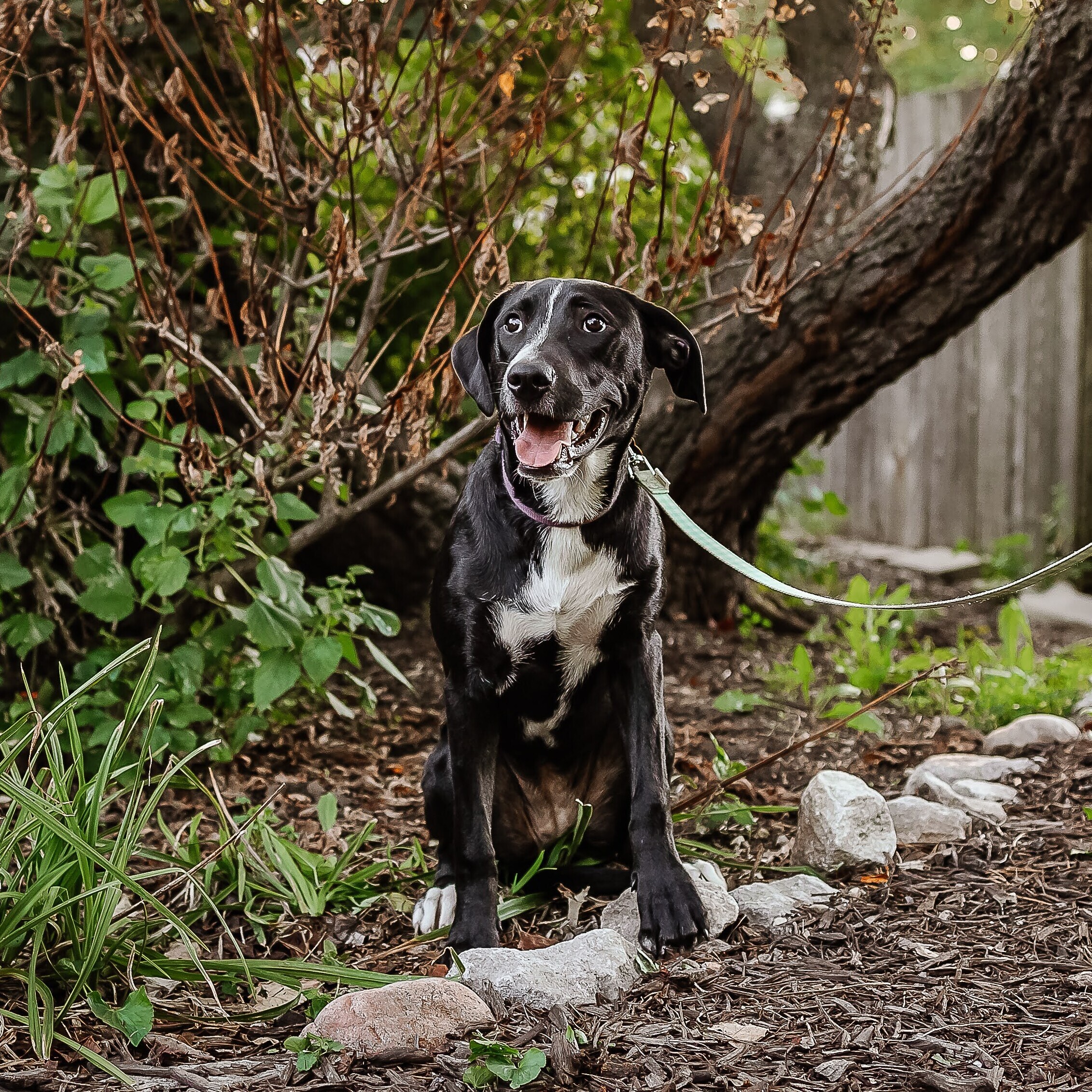 Marama, an adoptable Terrier in Springfield, MO, 65804 | Photo Image 4