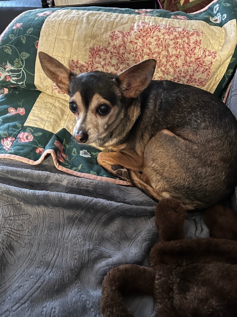 Dog for adoption Elkie, a Chihuahua in Matthews, NC Petfinder