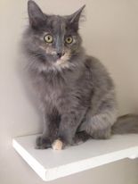 Croquette, an adoptable Domestic Long Hair in Windsor Locks, CT, 06096 | Photo Image 3