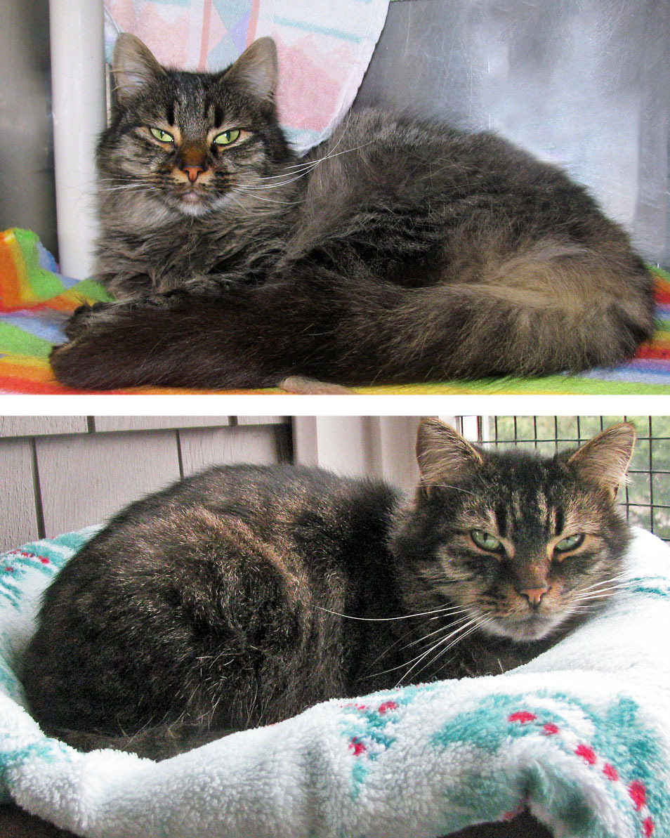 Coco and Gizmo, an adoptable Domestic Medium Hair in E Falmouth, MA, 02536 | Photo Image 1