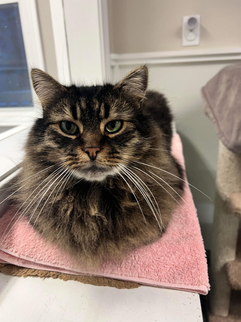 Coco and Gizmo, an adoptable Domestic Medium Hair in E Falmouth, MA, 02536 | Photo Image 2