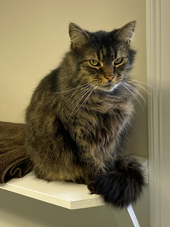 Coco and Gizmo, an adoptable Domestic Medium Hair in E Falmouth, MA, 02536 | Photo Image 3