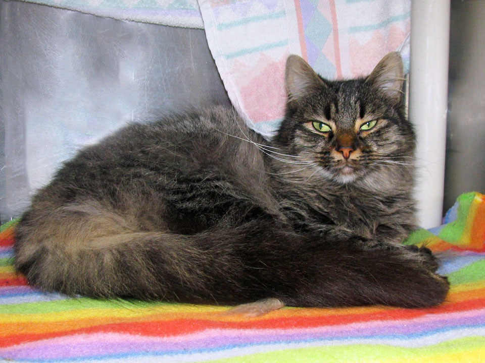 Coco and Gizmo, an adoptable Domestic Medium Hair in E Falmouth, MA, 02536 | Photo Image 5