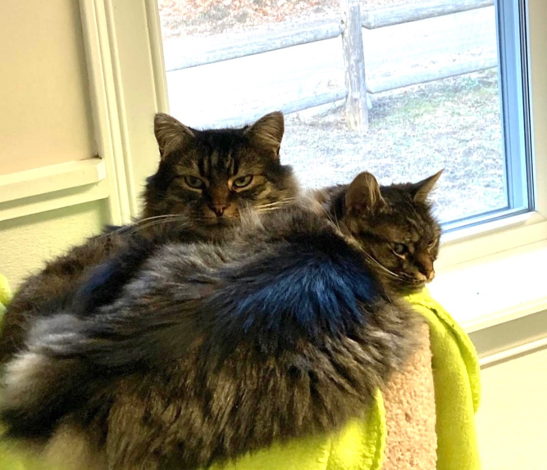 Coco and Gizmo, an adoptable Domestic Medium Hair in E Falmouth, MA, 02536 | Photo Image 6