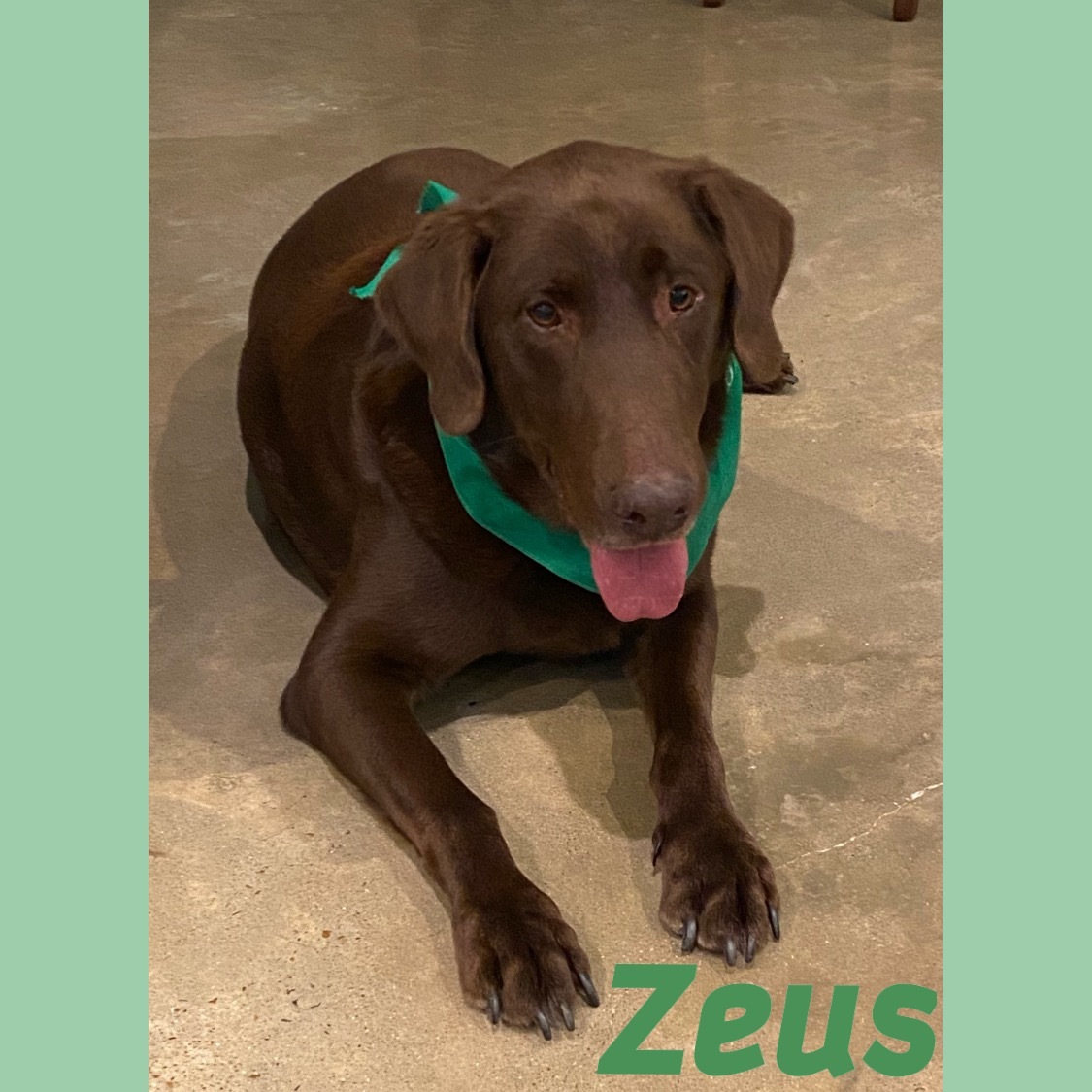 Zeus, an adoptable Labrador Retriever in Brattleboro, VT, 05301 | Photo Image 1