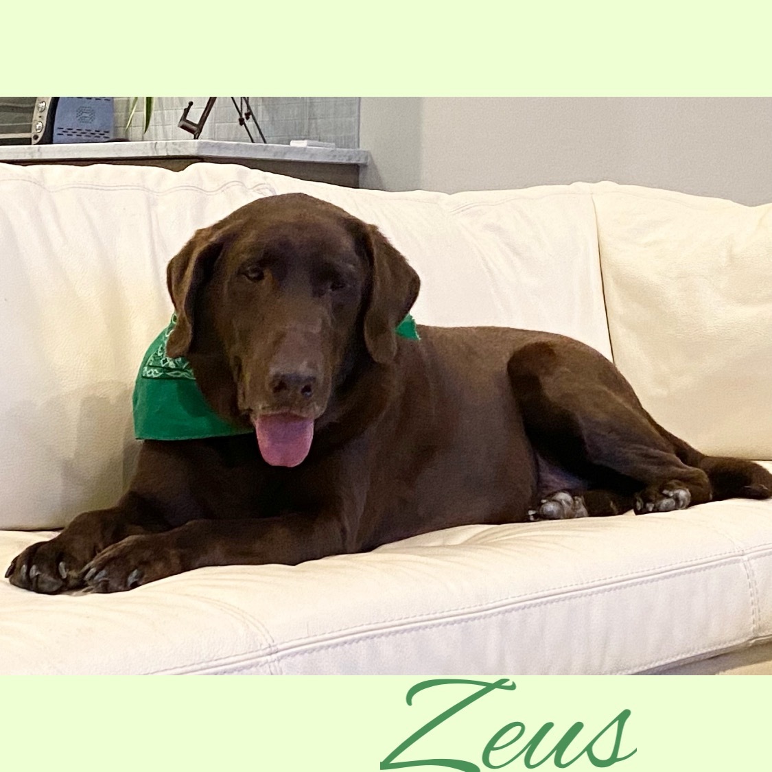 Zeus, an adoptable Labrador Retriever in Brattleboro, VT, 05301 | Photo Image 3