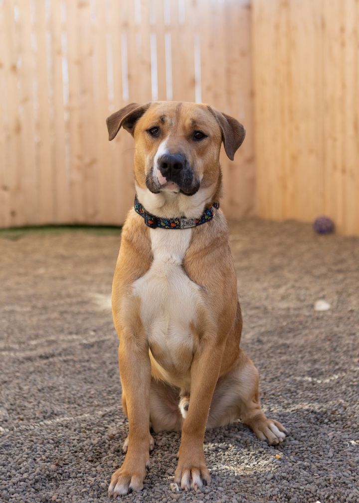 Henry, an adopted Mixed Breed in Tualatin, OR_image-1