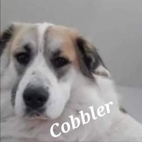 Cobbler