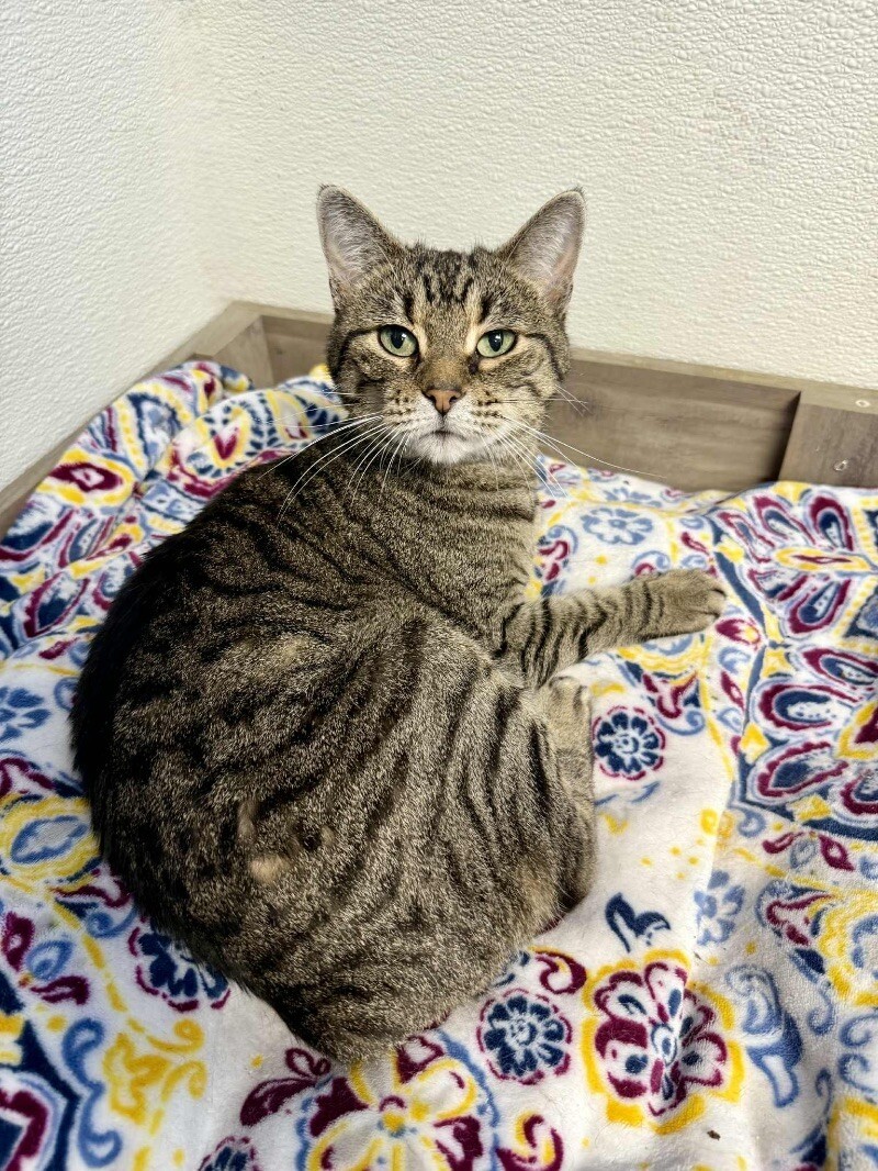 Lexus, an adoptable Tabby in Belton, MO, 64012 | Photo Image 1