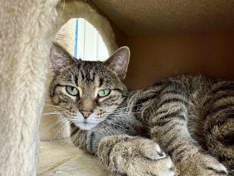 Lexus, an adoptable Tabby in Belton, MO, 64012 | Photo Image 2