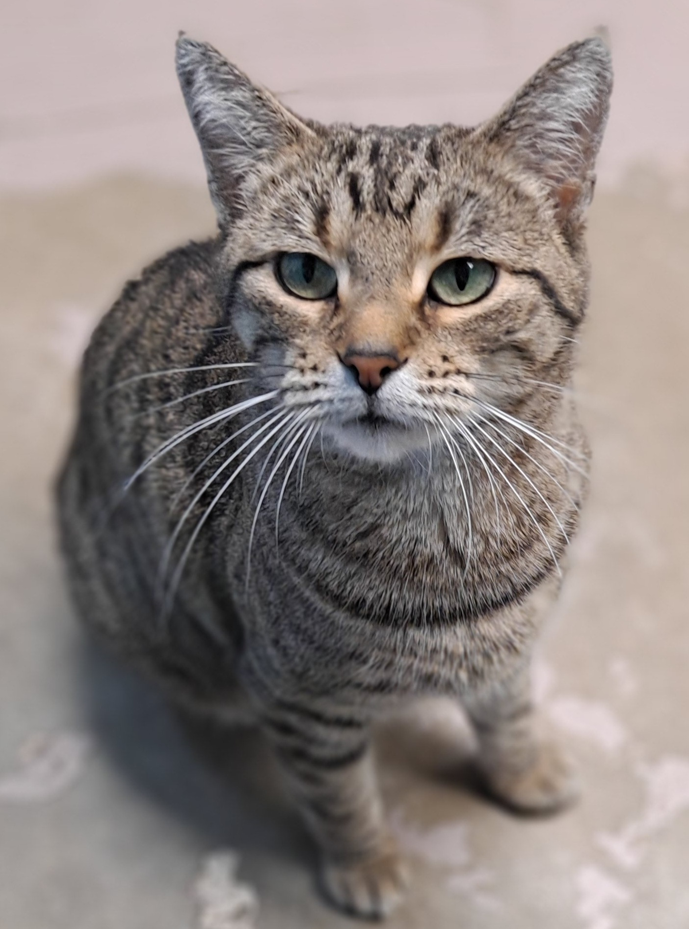 Lexus, an adoptable Tabby in Belton, MO, 64012 | Photo Image 3