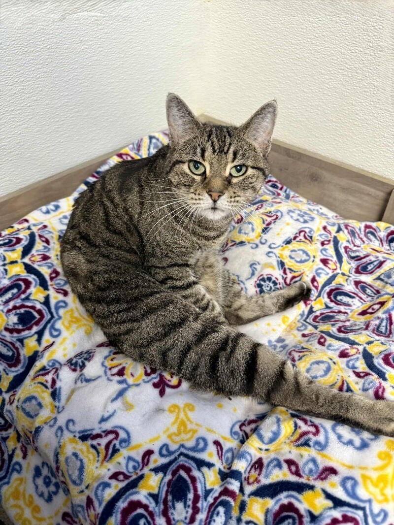 Lexus, an adoptable Tabby in Belton, MO, 64012 | Photo Image 3
