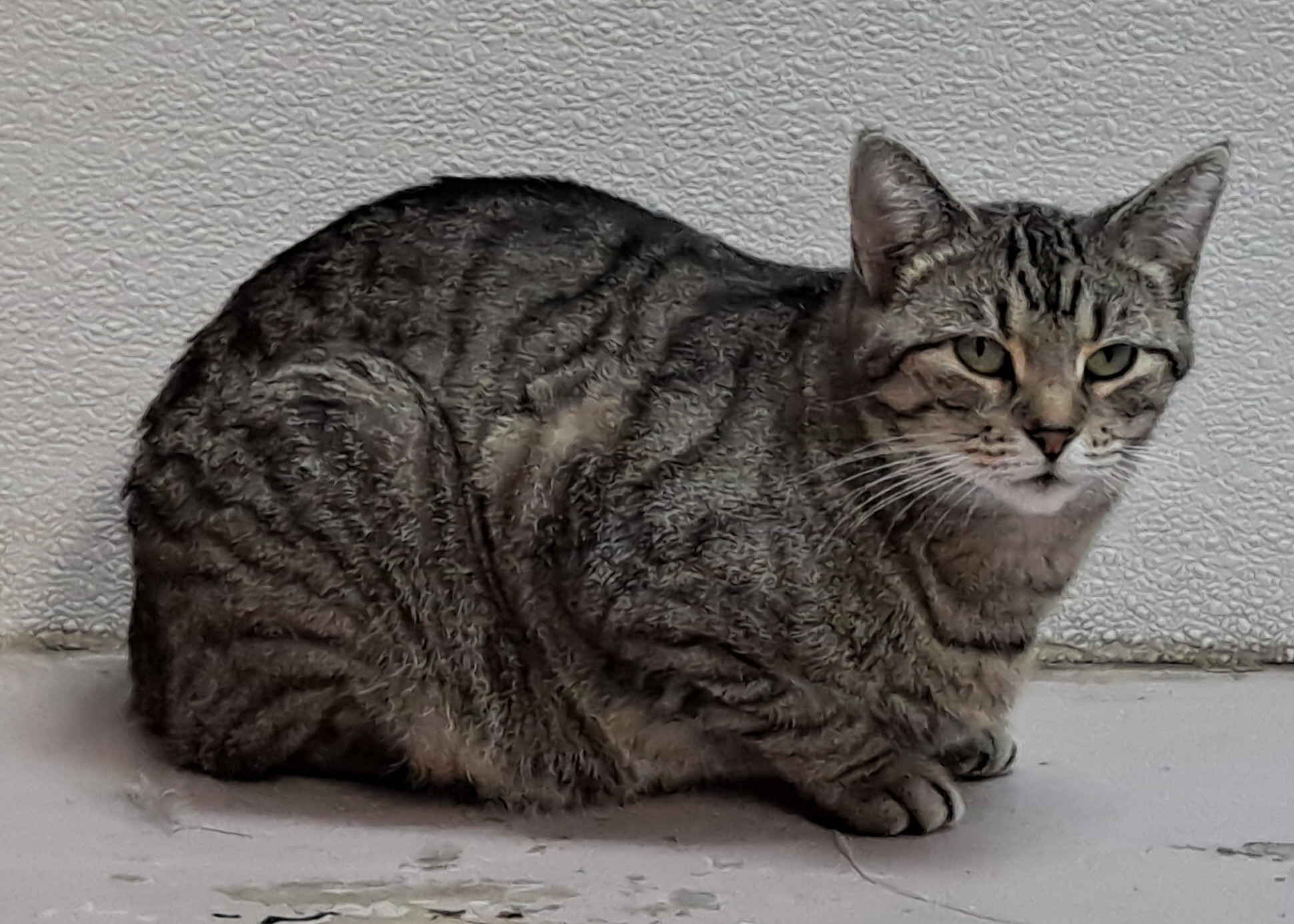 Lexus, an adoptable Tabby in Belton, MO, 64012 | Photo Image 4