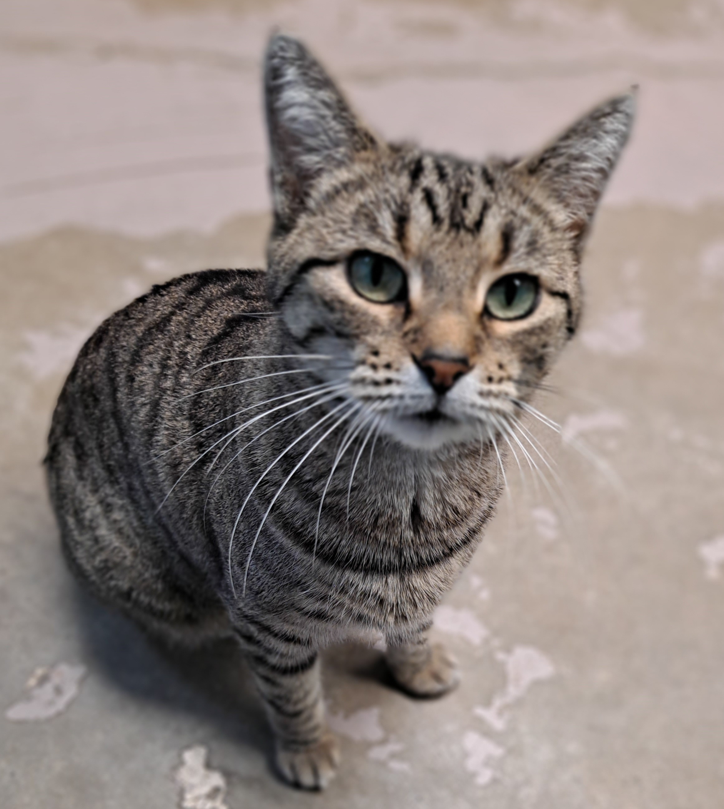 Lexus, an adoptable Tabby in Belton, MO, 64012 | Photo Image 4