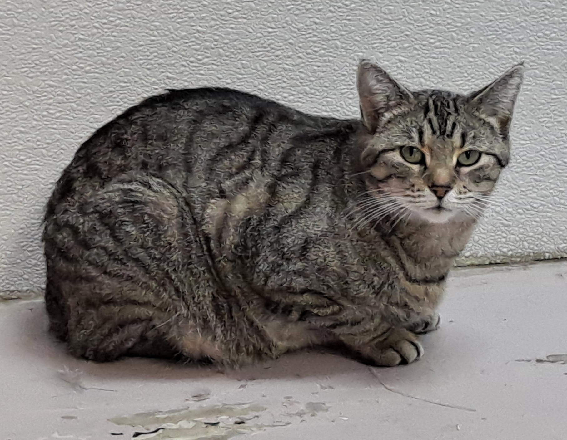 Lexus, an adoptable Tabby in Belton, MO, 64012 | Photo Image 5