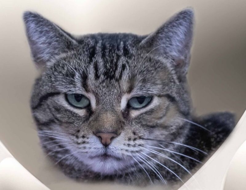 Lexus, an adoptable Tabby in Belton, MO, 64012 | Photo Image 5