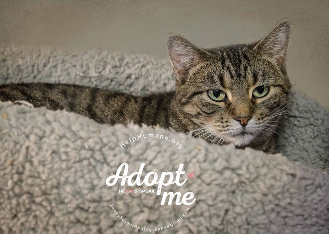 Lexus, an adoptable Tabby in Belton, MO, 64012 | Photo Image 6