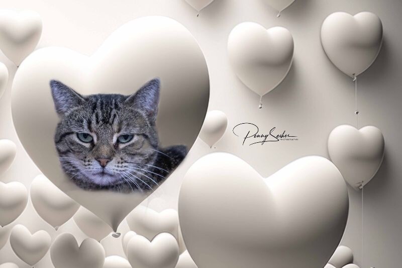 Lexus, an adoptable Tabby in Belton, MO, 64012 | Photo Image 6