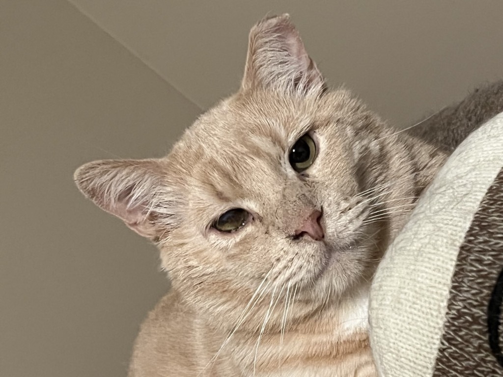 Leo, an adoptable Domestic Short Hair in Ballwin, MO, 63011 | Photo Image 1