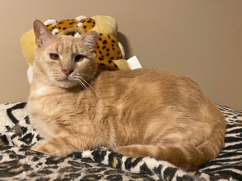 Leo, an adoptable Domestic Short Hair in Ballwin, MO, 63011 | Photo Image 1