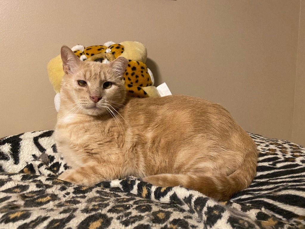 Leo, an adoptable Domestic Short Hair in Ballwin, MO, 63011 | Photo Image 2