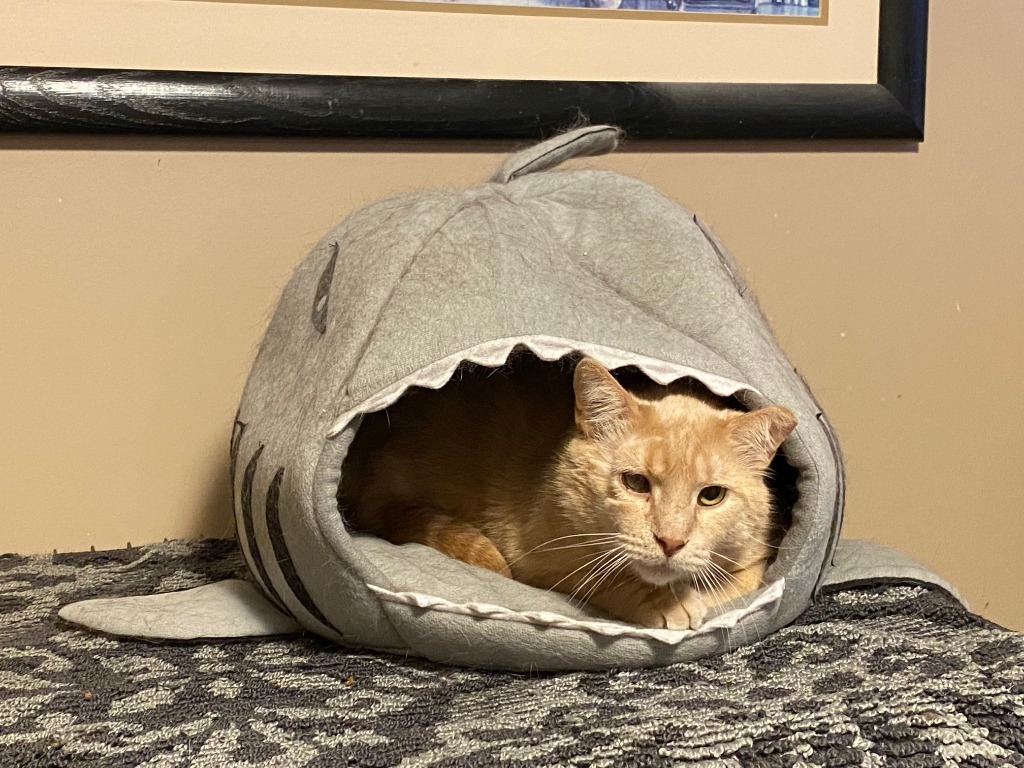 Leo, an adoptable Domestic Short Hair in Ballwin, MO, 63011 | Photo Image 3