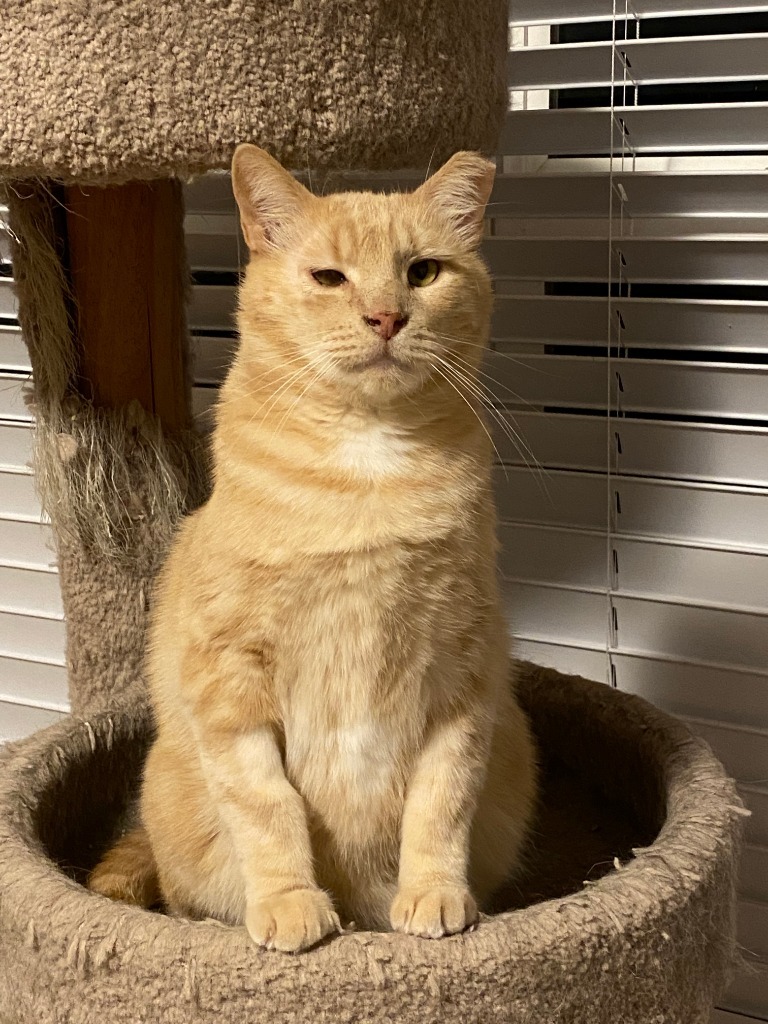 Leo, an adoptable Domestic Short Hair in Ballwin, MO, 63011 | Photo Image 5