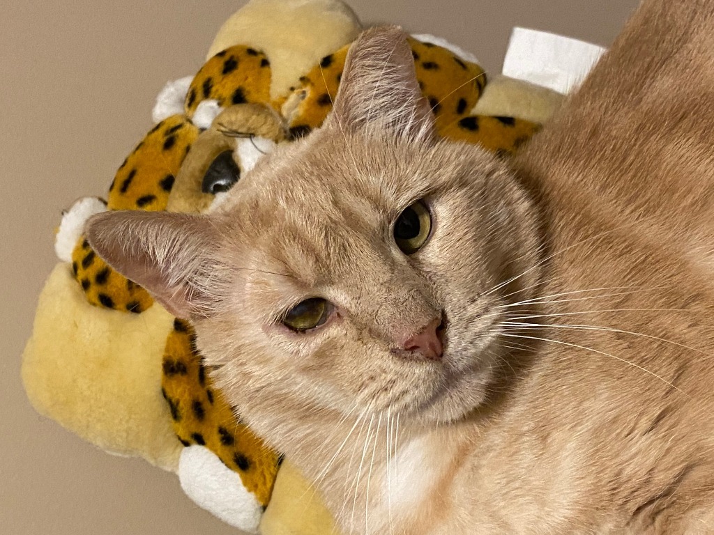 Leo, an adoptable Domestic Short Hair in Ballwin, MO, 63011 | Photo Image 6