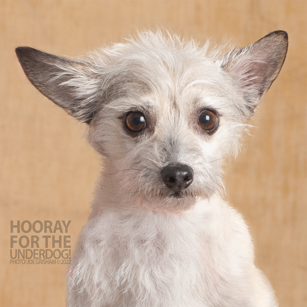 Chip Grey, an adoptable Yorkshire Terrier, Schnauzer in Richardson, TX, 75085 | Photo Image 2