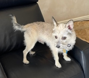 Chip Grey, an adoptable Yorkshire Terrier, Schnauzer in Richardson, TX, 75085 | Photo Image 4