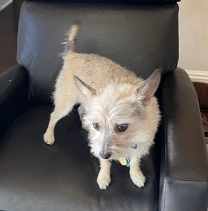 Chip Grey, an adoptable Yorkshire Terrier, Schnauzer in Richardson, TX, 75085 | Photo Image 6