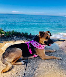 Panda, an adoptable German Shepherd Dog, Pug in Newport Beach, CA, 92658 | Photo Image 1