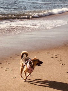 Panda, an adoptable German Shepherd Dog, Pug in Newport Beach, CA, 92658 | Photo Image 2