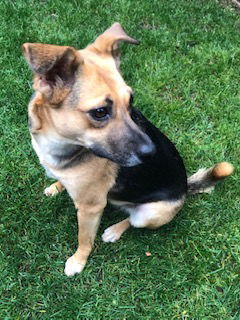 Panda, an adoptable German Shepherd Dog, Pug in Newport Beach, CA, 92658 | Photo Image 3