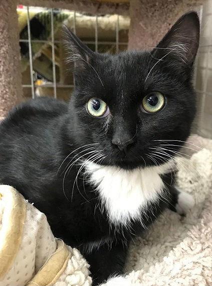 Jacob, an adoptable Domestic Short Hair in Elkins, WV, 26241 | Photo Image 1