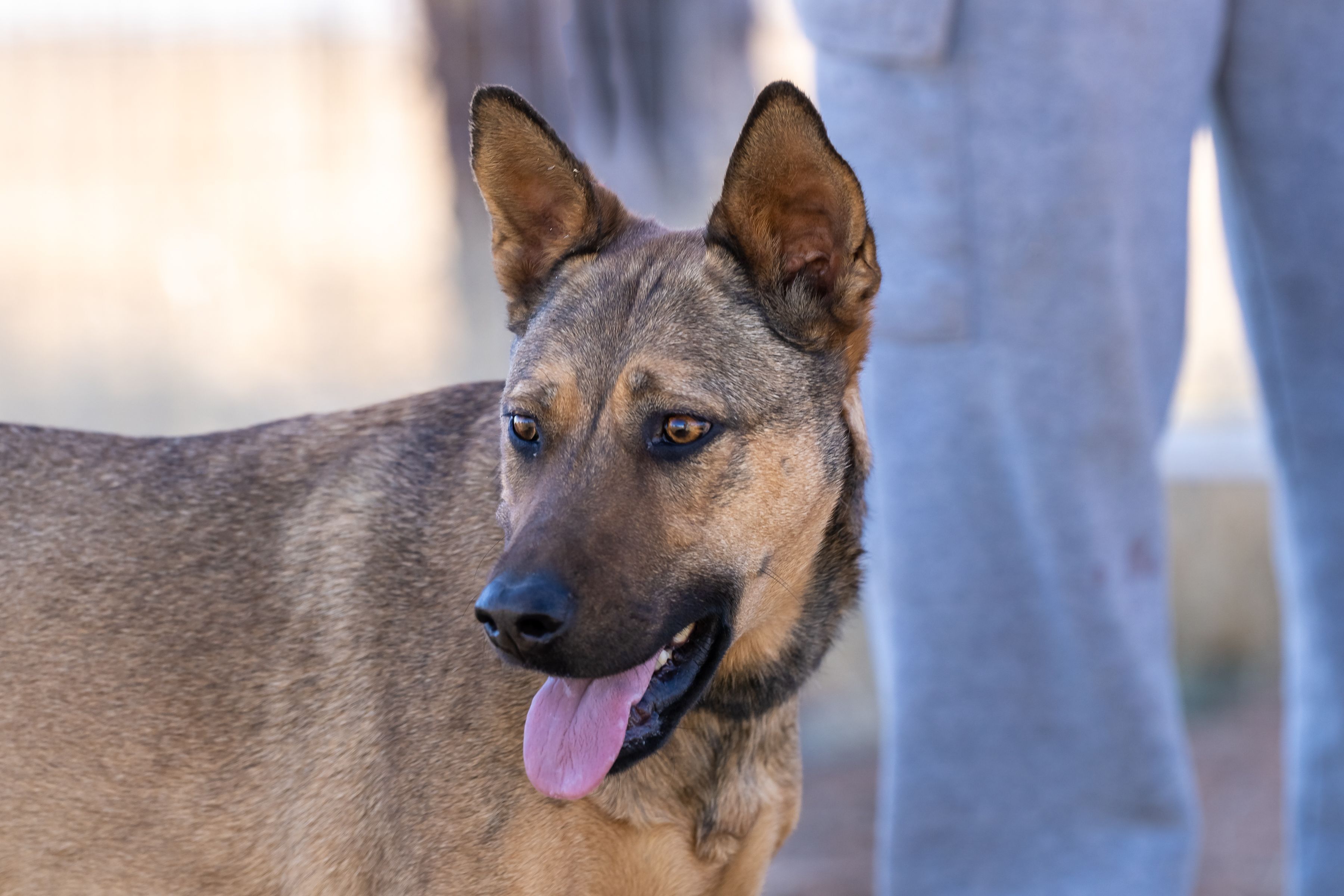 Precious, an adoptable Shepherd in Scottsdale, AZ, 85262 | Photo Image 1